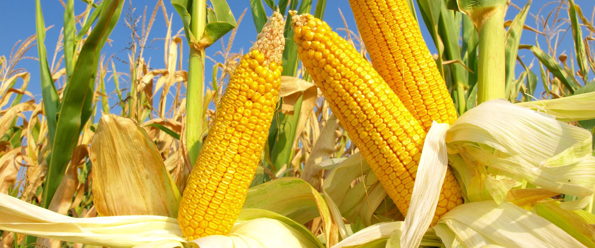 F1 Hybrid Sweet Corn – 1122