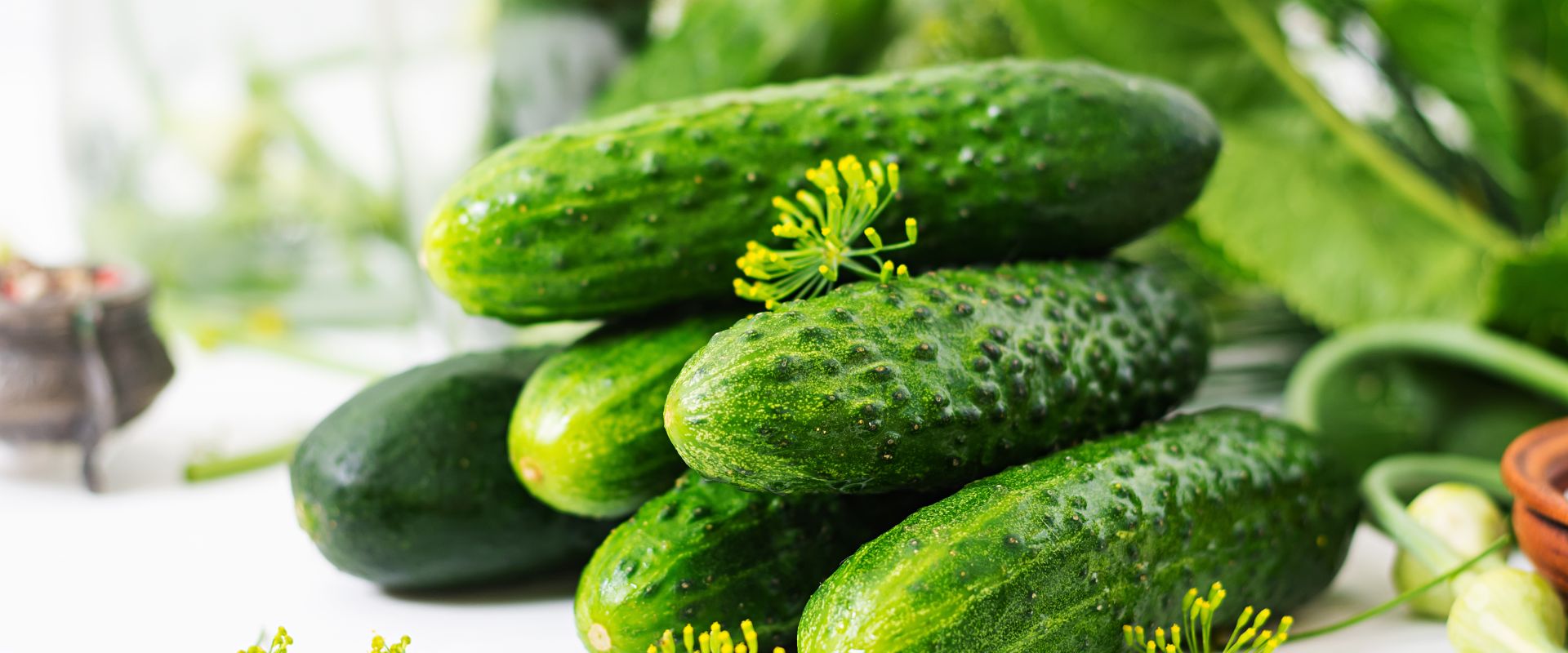 F1 Hybrid Cucumber Legend 331