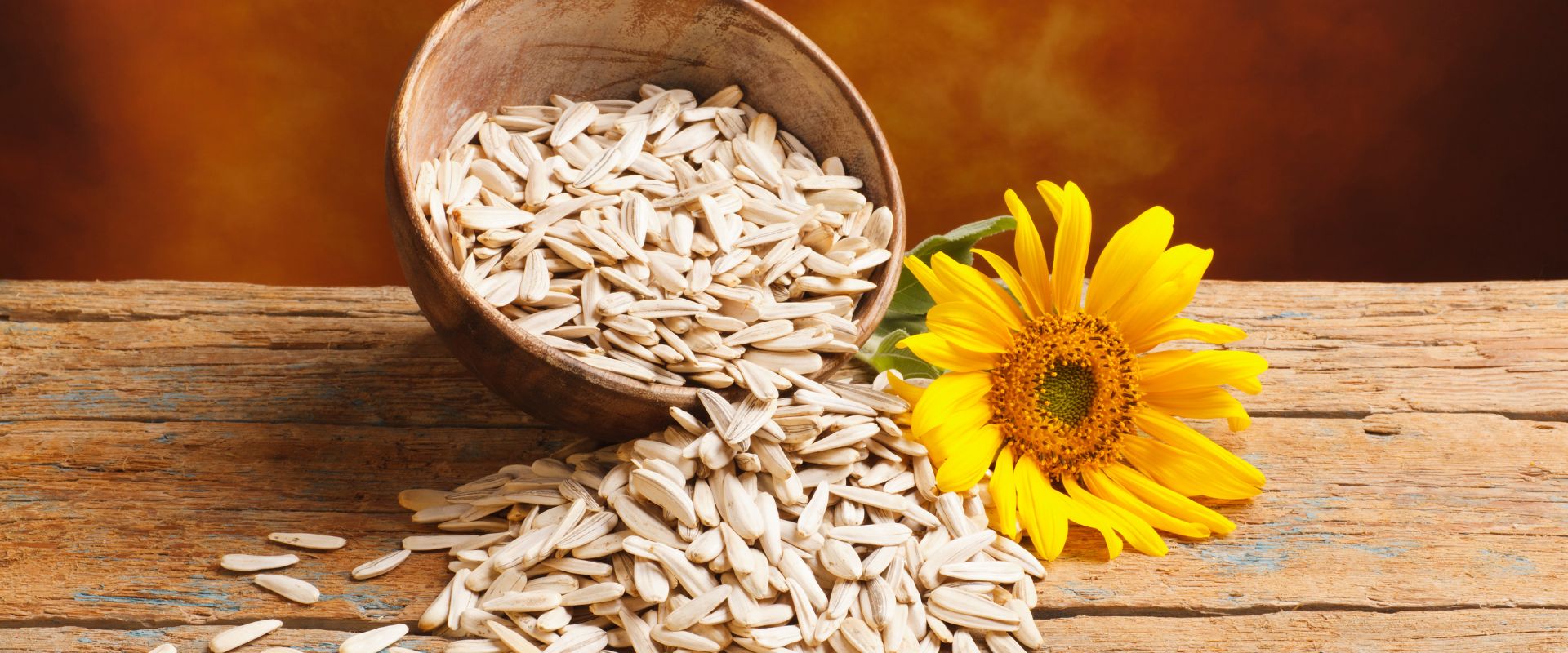 Alyssum White – Fragrant Carpet Blooms