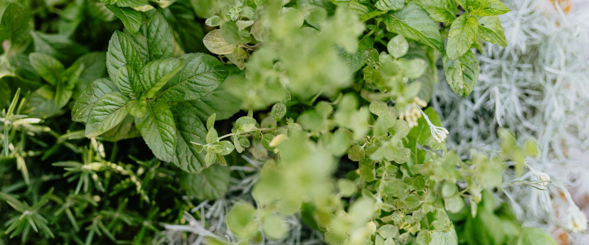 Celery – Tall Utah