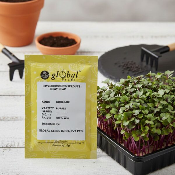 Kohlrabi Purple (Brassica oleracea)