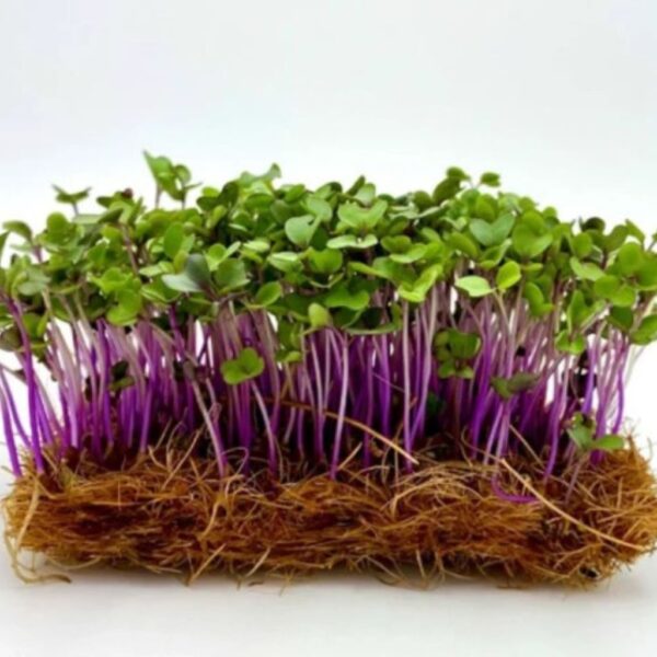 Kohlrabi Purple (Brassica oleracea)