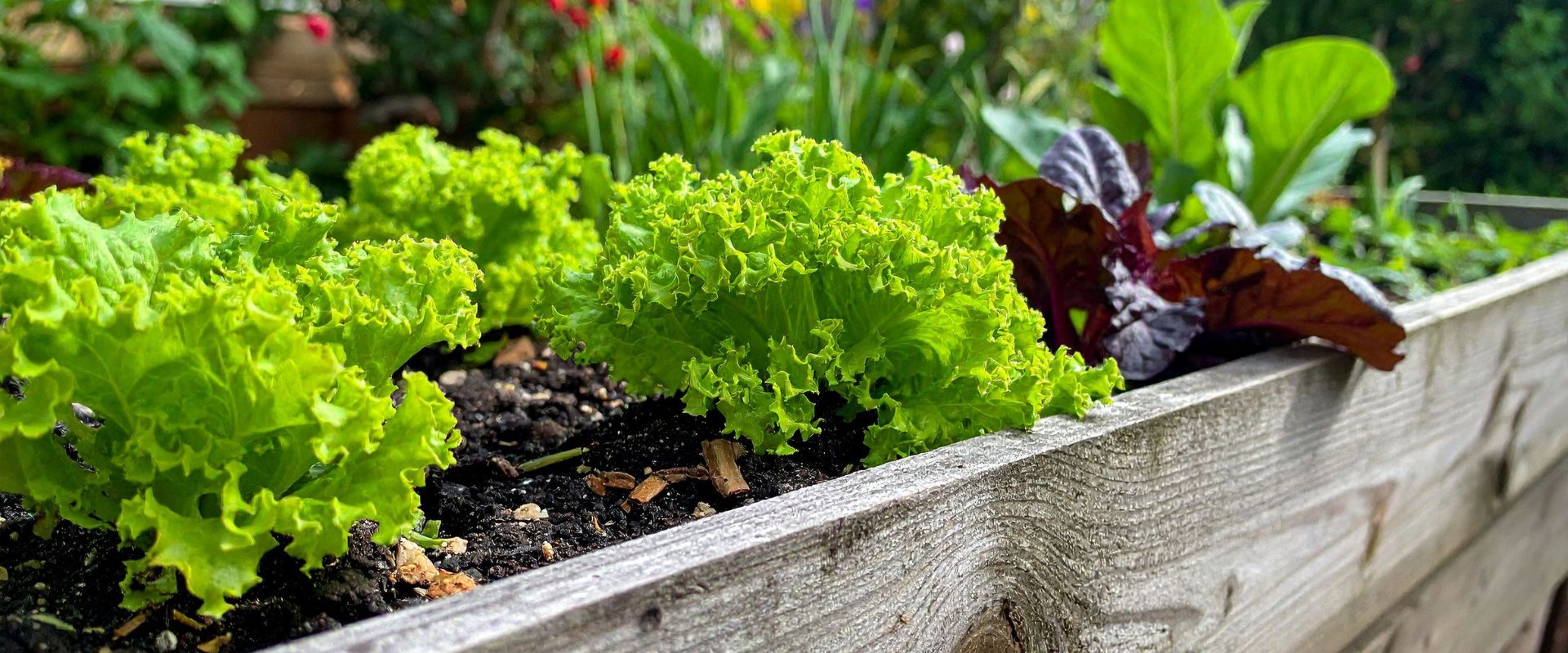 Lettuce – Grand Rapids