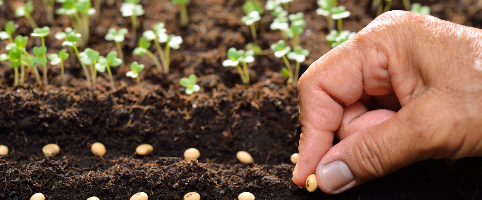 Microgreen Seeds Alfalfa (Medicago sativa) – Superfood Microgreens & Sprouts