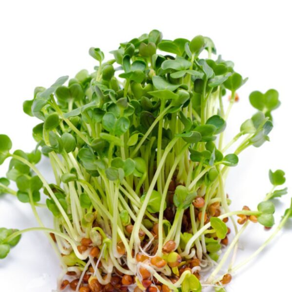 Mung-Bean-1 Mung Beans (Vigna Radiata)