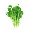 Pea (Pisum Sativum)