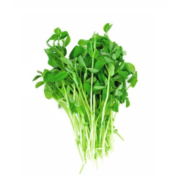 Pea (Pisum Sativum)