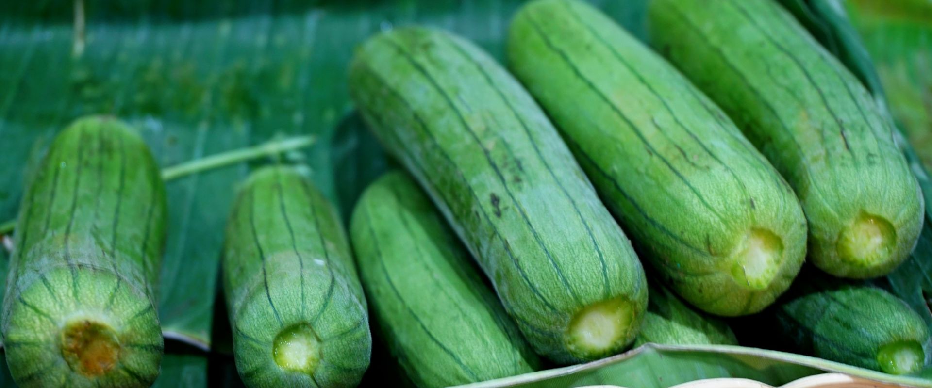 F1 Hybrid Ridge Gourd 636