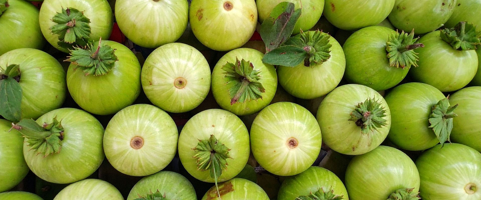 F1 Hybrid Tinda – Green Gold