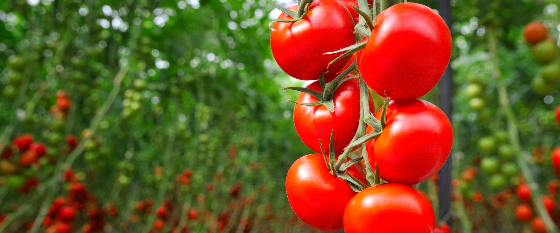 Tomato F-1 Hybrid Tomato – Jumbo 802