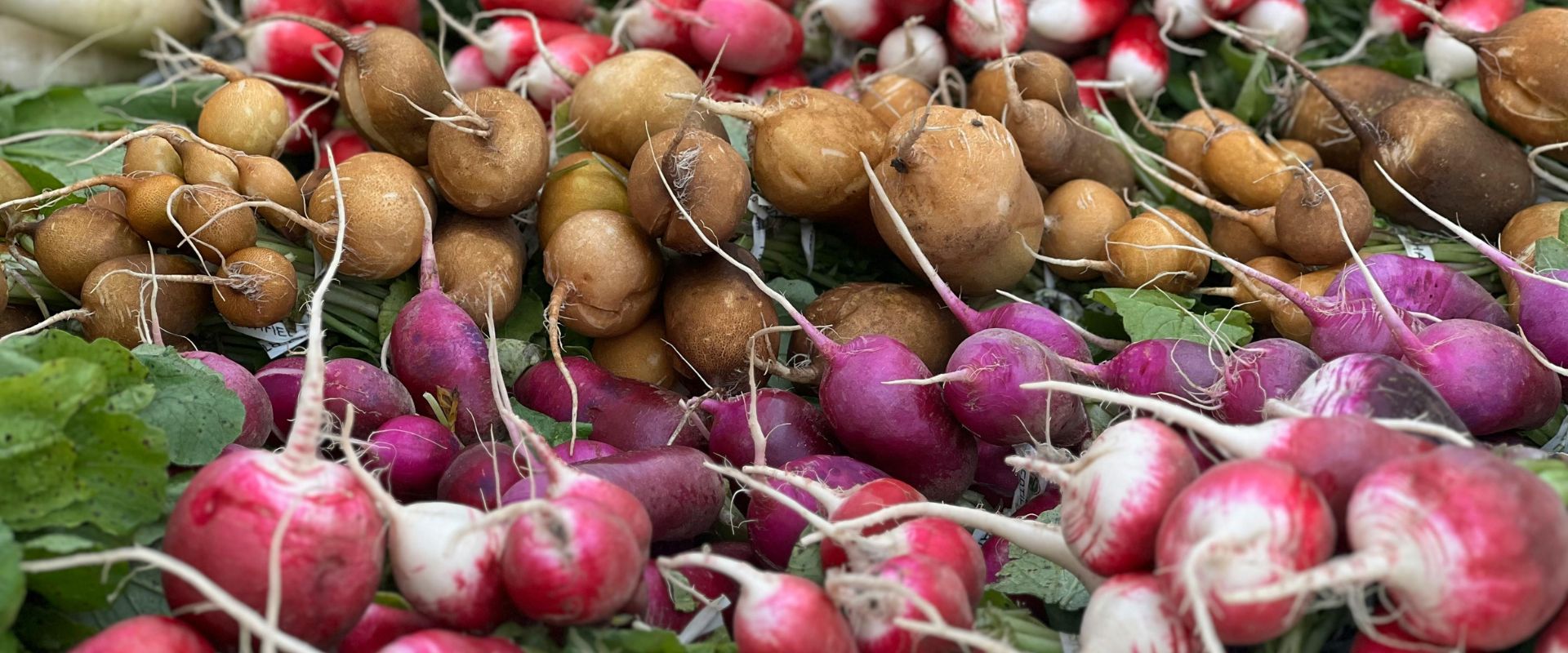 Turnip – Golden Ball