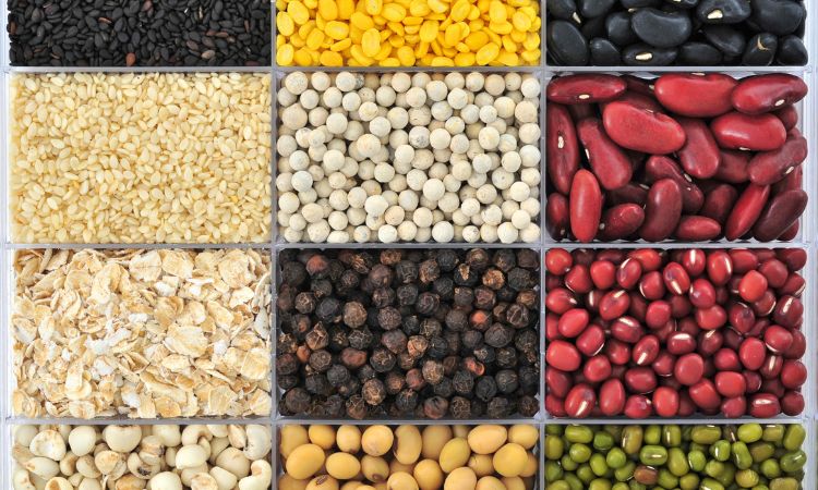 vegetable seed suppliers in Delhi NCR